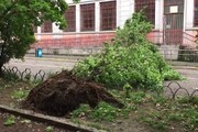 Maltempo a Milano, cade un albero davanti all'ingresso di una scuola