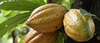 Frutti di Theobroma cacao (fonte: Daniel Tineo, CC-BY 4.0)