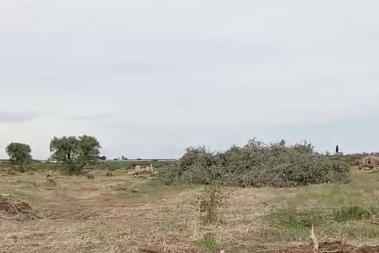 - RIPRODUZIONE RISERVATA