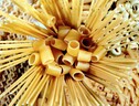 Pasta, accordi di filiera contro le speculazioni (ANSA)