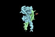 Ricostruzione in 3D del recettore che regola la voglia di dolce (fonte: Zhang et al, Cell, 2025)