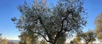 Olea mundi, l'Umbria custodisce l'Arca di Noè degli ulivi