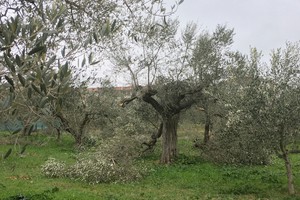 Parassiti vegetali, un'emergenza Ue da centinaia di miliardi (ANSA)