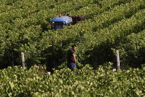 A Marsala nasce vino del melograno (ANSA)