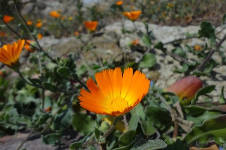 La Calendula suffruticosa fulgida è annoverata tra le specie native (fonte: Università di Pisa)