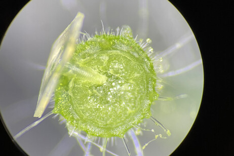 I ricercatori hanno testato i microaghi su delle piante di pomodoro per somministrare ferro e vitamina B12 (fonte: Courtesy of Benedetto Marelli via mit.edu)