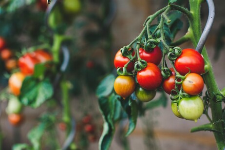 Il meccanismo alla base della maturazione dei pomodori è lo stesso che regola l’invecchiamento nell’uomo (fonte: unsplash)