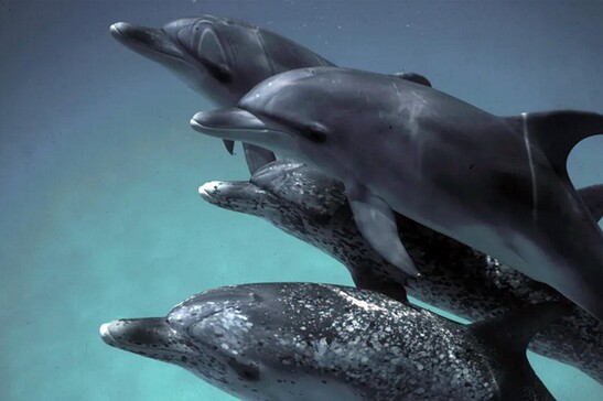 Progetto DolphinGemma