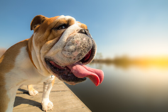 Bulldog inglese sul molo foto iStock.