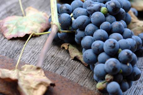 aceto balsamico di Modena