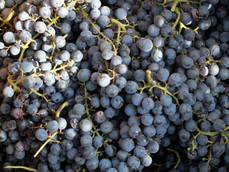 Con progetto Ue la produzione del Lambrusco è sostenibile