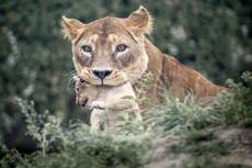 Lo zoo di Copenaghen uccide 4 leoni