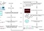 Uno schema (2003) a corredo dell'approfondimento su jcvi.org che ripercorre il cammino fatto negli anni per arrivare alla costruzione della prima cellula batterica artificiale