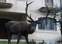 8 GENNAIO - Un cervo davanti a una casa di Villetta Barrea. Il paese, all'interno del Parco nazionale d'Abruzzo e' invaso da questi animali