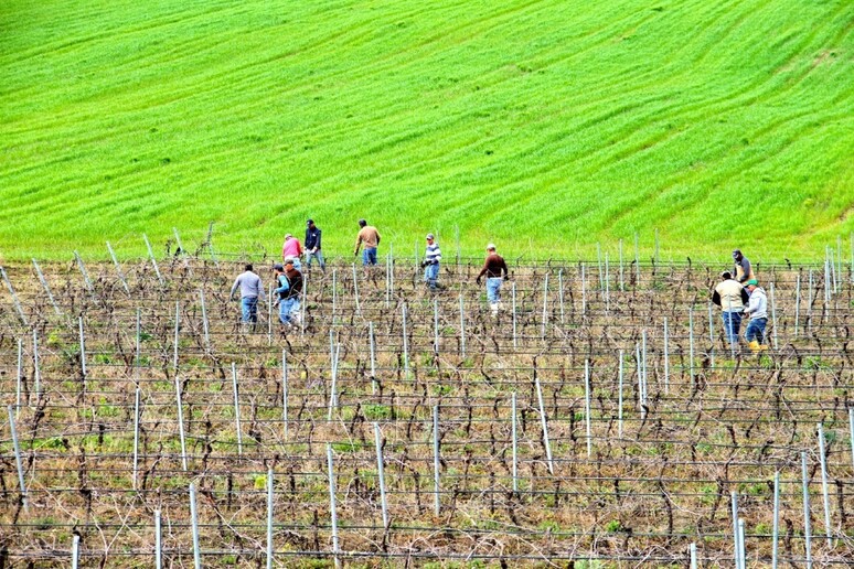 Vigneti in Sicilia (foto di di Giovanni Franco) - RIPRODUZIONE RISERVATA