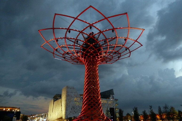 EXPO CONTEST - L 'albero della vita di Giodano Pacchetti - RIPRODUZIONE RISERVATA