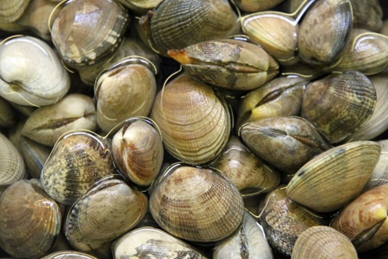 Dalla Ue sì alla deroga per la pesca delle vongole nel Mare Adriatico - RIPRODUZIONE RISERVATA