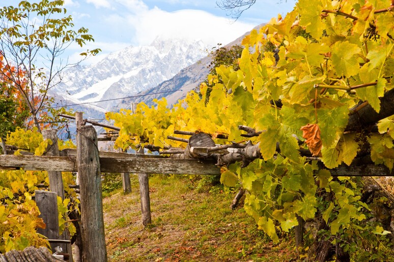 Vino: Vitigni del Blanc de Morgex et de La Salle - RIPRODUZIONE RISERVATA