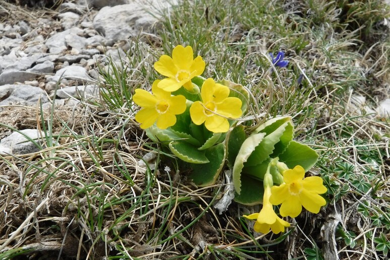 Fiori di montagna in primavera - RIPRODUZIONE RISERVATA
