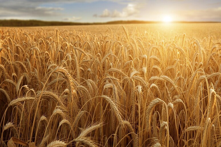 Avviato il maxi-censimento del grano duro italiano di qualità - RIPRODUZIONE RISERVATA
