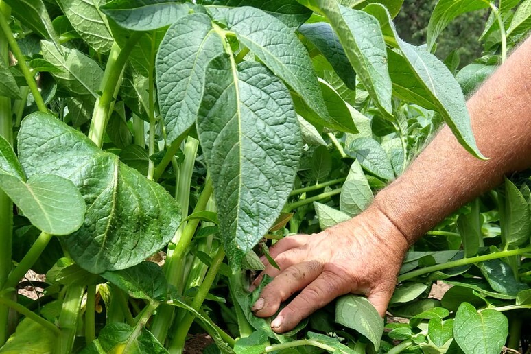 - RIPRODUZIONE RISERVATA