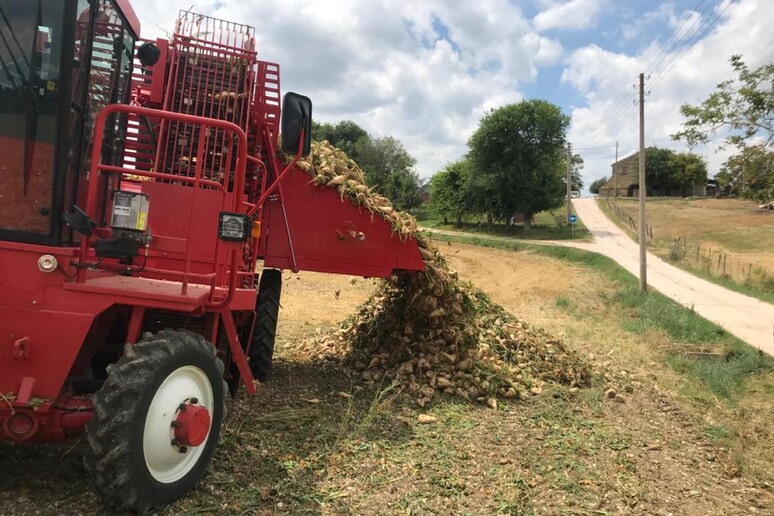 Al via la campagna per la produzione dello zucchero - RIPRODUZIONE RISERVATA