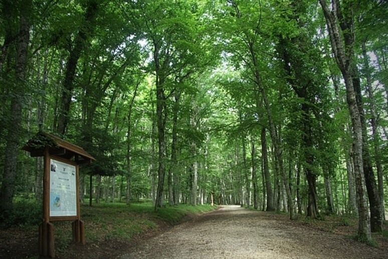 Foresta Umbra - RIPRODUZIONE RISERVATA