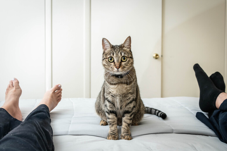 Chi si occuperà di fido o micio? Un gatto tra una coppia foto iStock. - RIPRODUZIONE RISERVATA