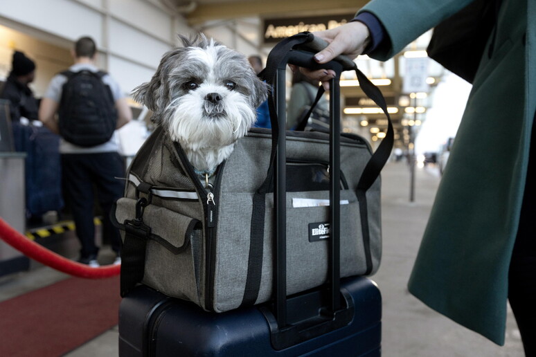 Un cagnolino in aeroporto © ANSA/EPA