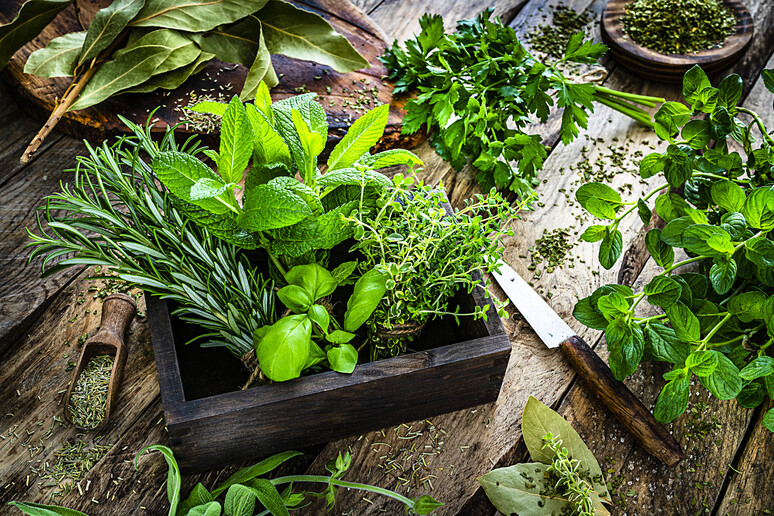 Erbe aromatiche foto iStock. - RIPRODUZIONE RISERVATA