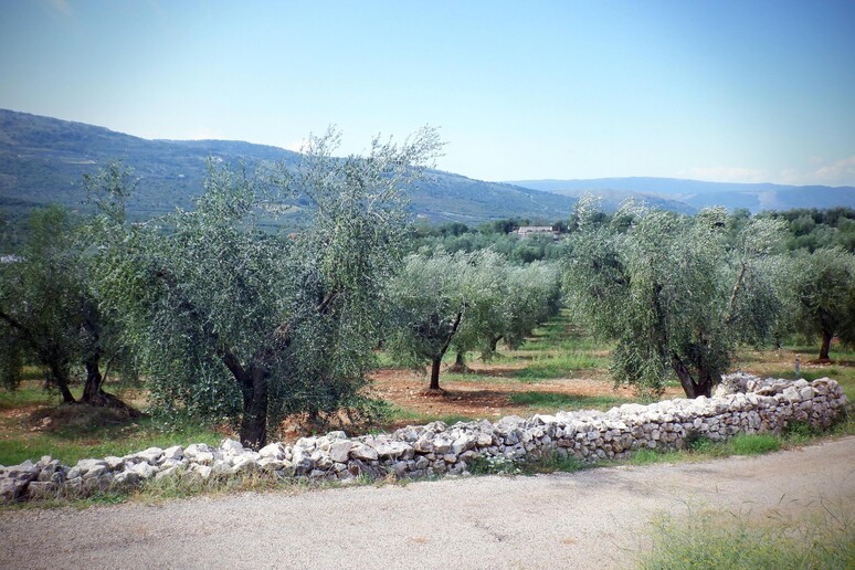 - RIPRODUZIONE RISERVATA