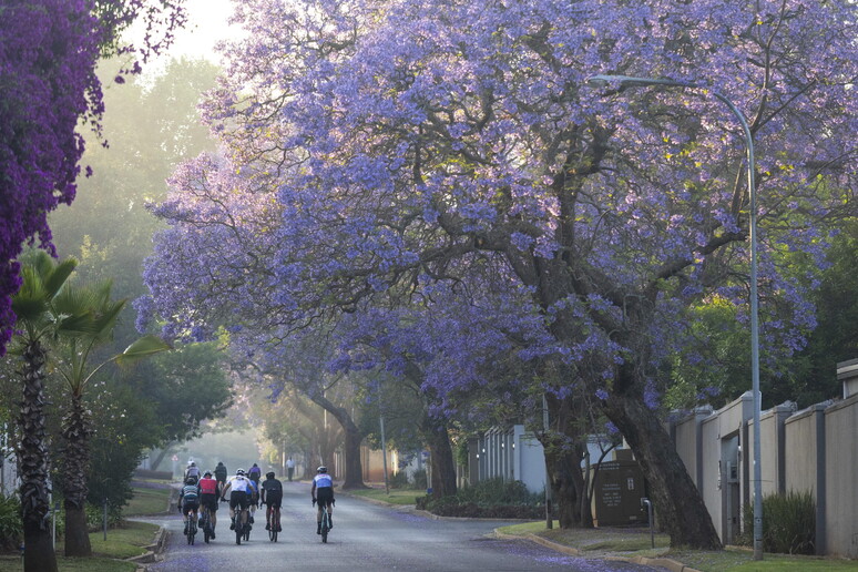 South Africa Jacaranda trees bloom in Johannesburg © ANSA/EPA