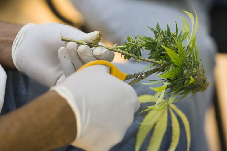 Cannabis -     RIPRODUZIONE RISERVATA