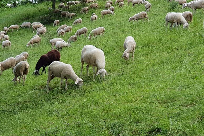 - RIPRODUZIONE RISERVATA