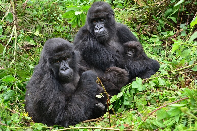 La gorilla Gutangara seduta con due figlie e la nipote Kira (fonte: Dian Fossey Gorilla Fund) - RIPRODUZIONE RISERVATA