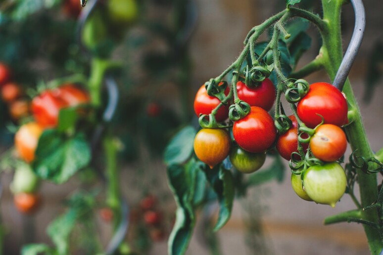 Il meccanismo alla base della maturazione dei pomodori è lo stesso che regola l’invecchiamento nell’uomo (fonte: unsplash) - RIPRODUZIONE RISERVATA