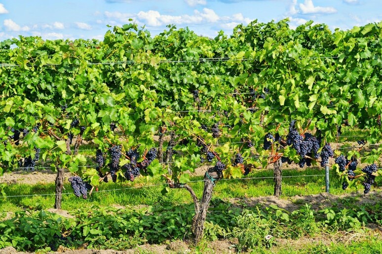 - RIPRODUZIONE RISERVATA